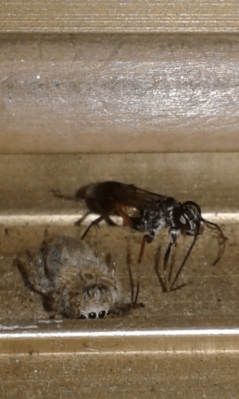Pompilidae vs Salticidae: Agenioideus cfr. nubecula